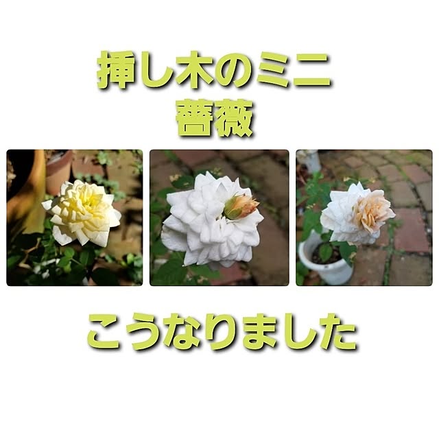 midoriさんの実例写真