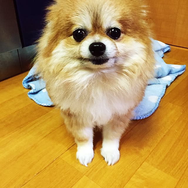 pariさんの実例写真