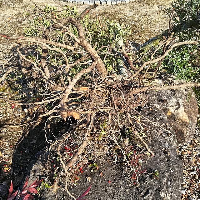 Rubiconさんの部屋