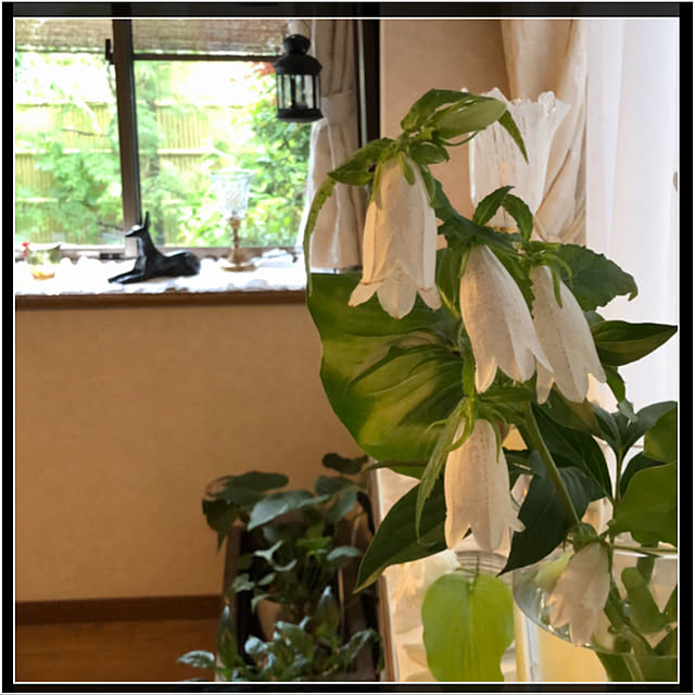 mamizaさんの実例写真