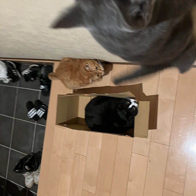 nekoさんの部屋