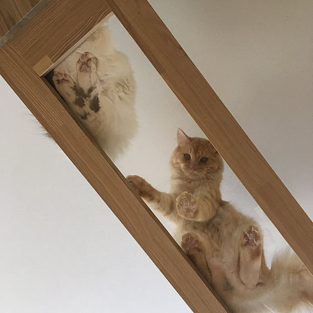 nyancohomeさんの実例写真