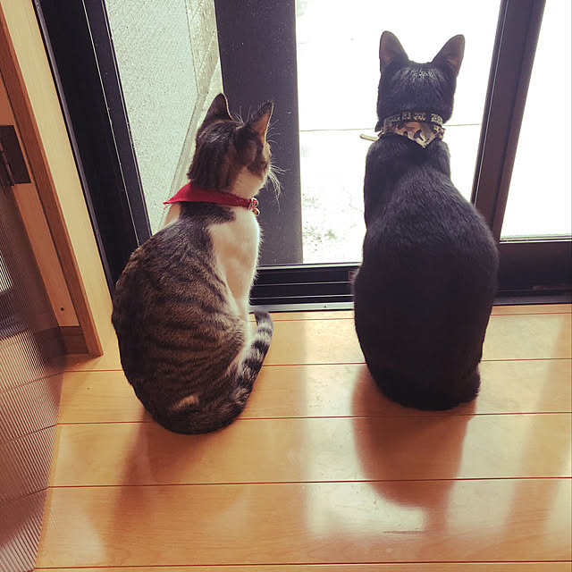 jijiさんの実例写真