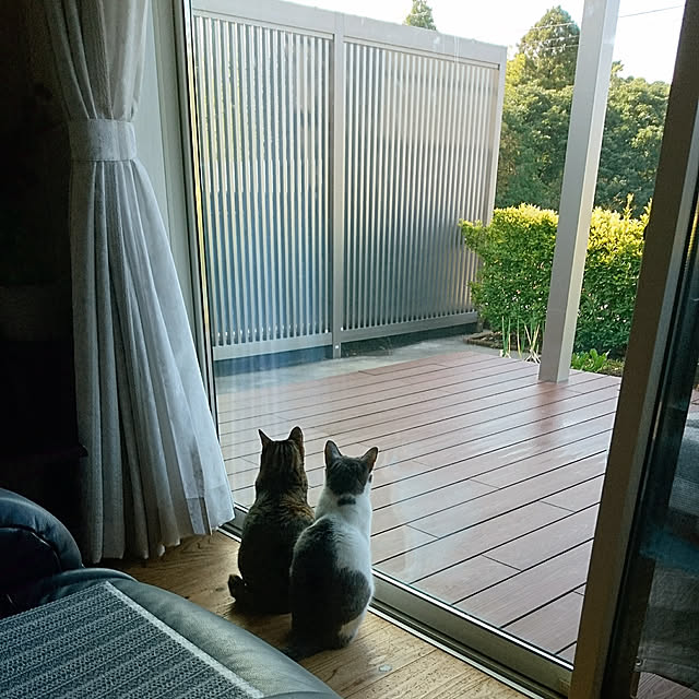 38catさんの実例写真