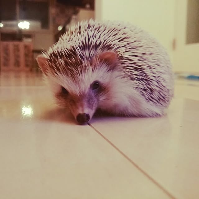 kuruさんの実例写真