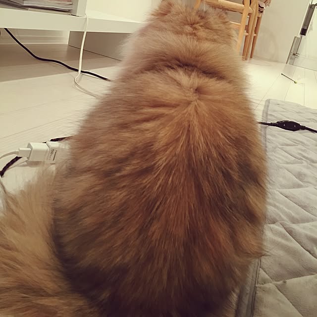 koumeさんの実例写真