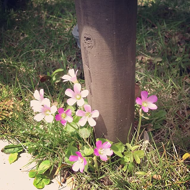 Nanaさんの実例写真