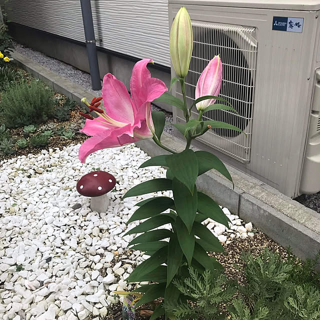 実例写真
