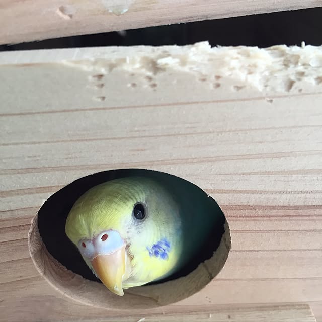 toratanさんの実例写真