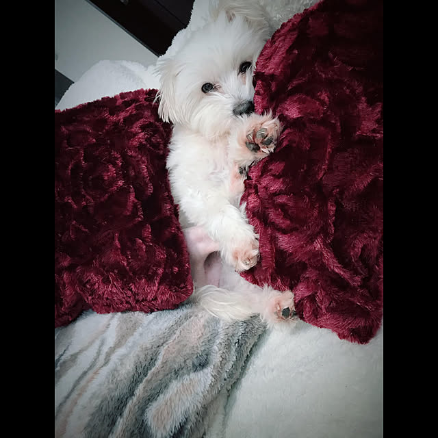 tomotomoさんの実例写真