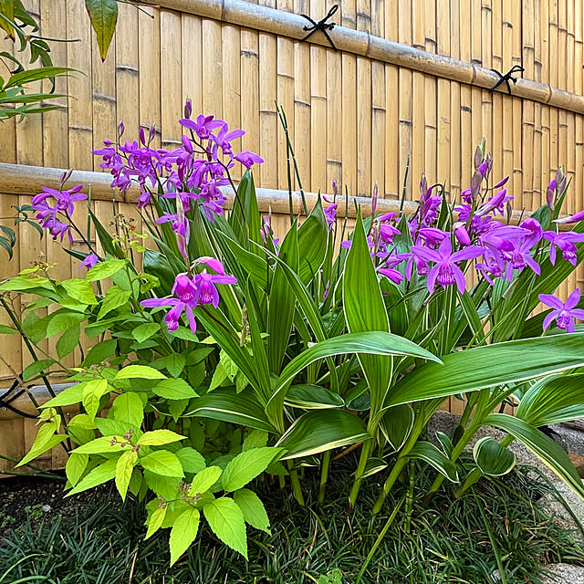 fawnさんの実例写真