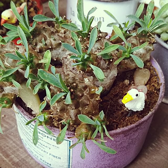 beeさんの実例写真