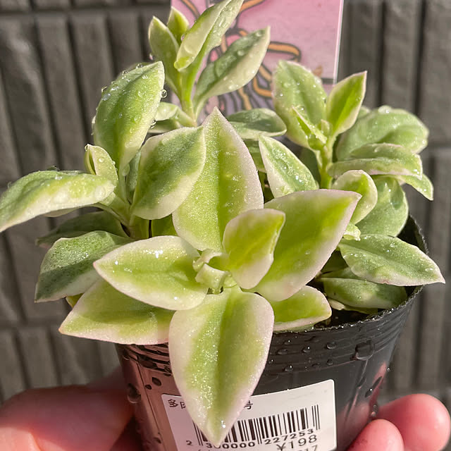 c.cさんの実例写真