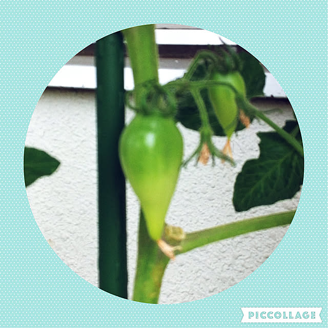 hanachanさんの実例写真