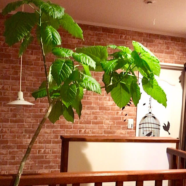 butachanさんの実例写真