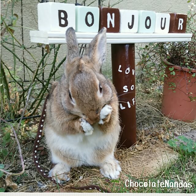 ChocolateNandasさんの実例写真