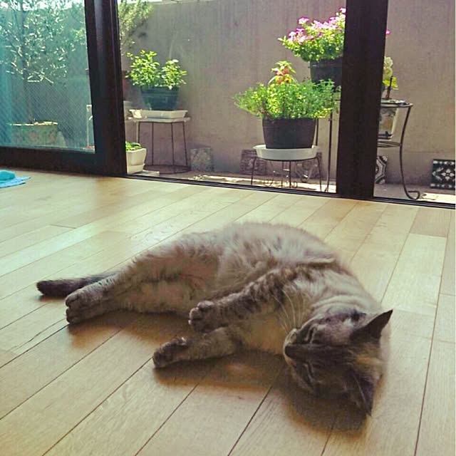 bonobono54さんの実例写真
