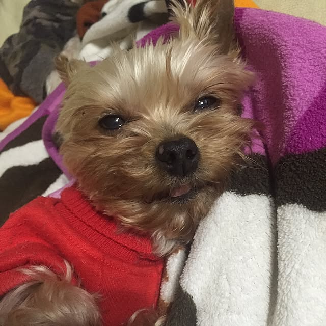 cooさんの実例写真
