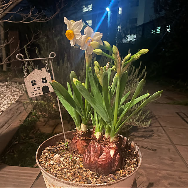 kuikoさんの実例写真