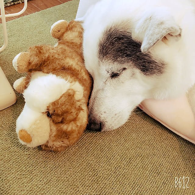 pupuさんの実例写真