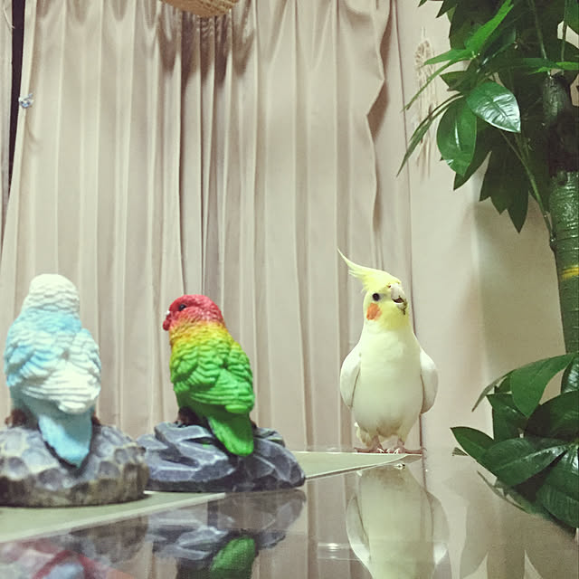 toratanさんの実例写真
