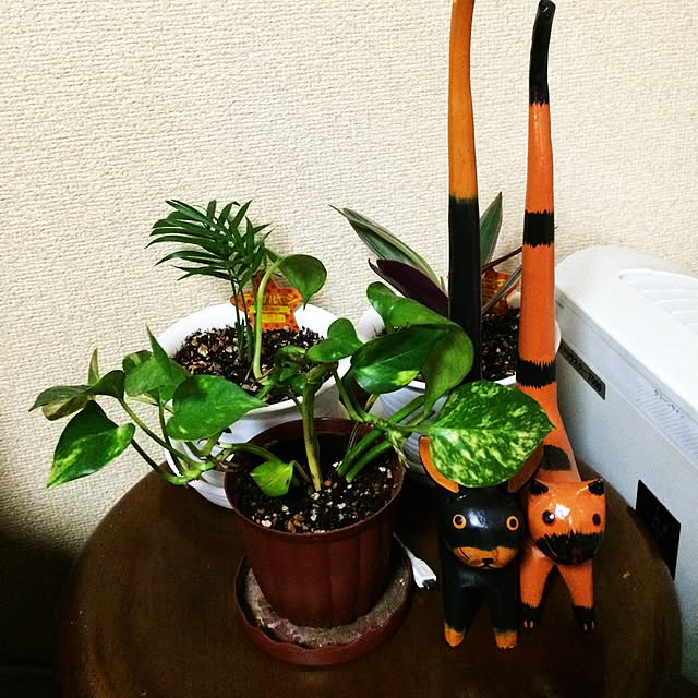 Vanillaさんの実例写真