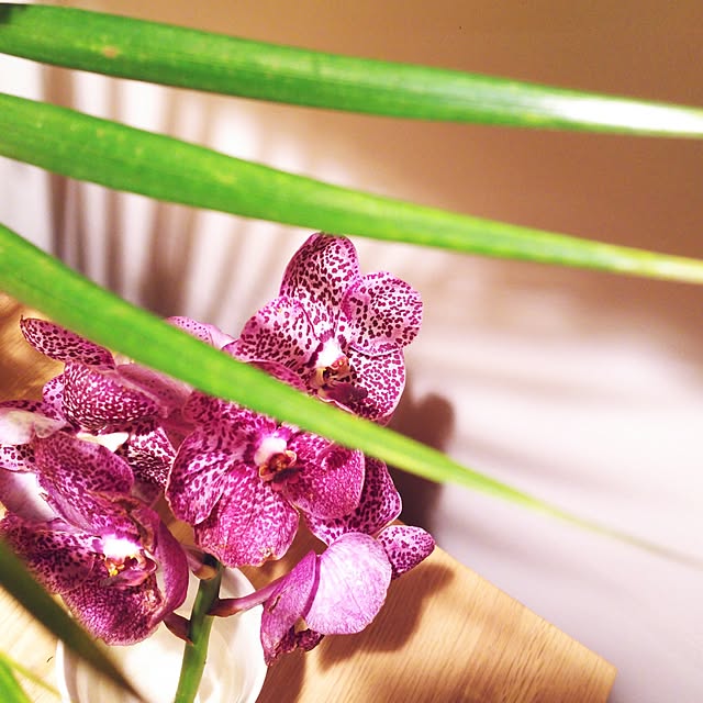 机/花を愛でる/呼吸するインテリア/花が好き/花のある暮らし...などのインテリア実例 - 2017-06-22 00:43:55