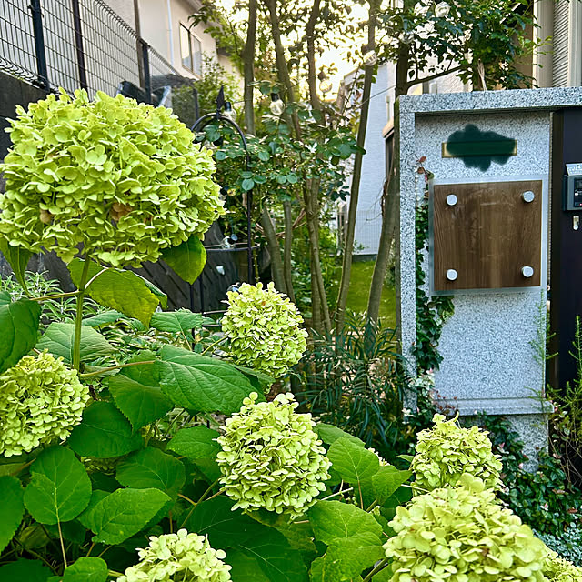 hatsugaさんの部屋