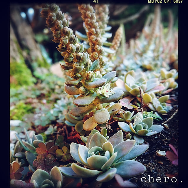 chero.さんの実例写真