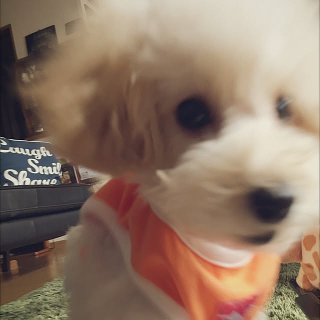 junko0331さんの実例写真