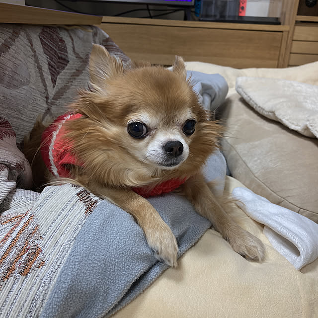 koroさんの実例写真