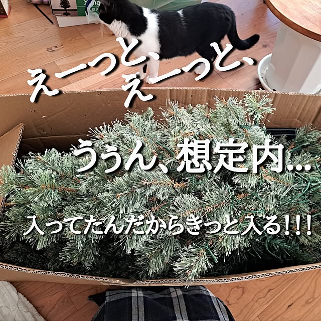 kankanmom_horn_5catsさんの部屋