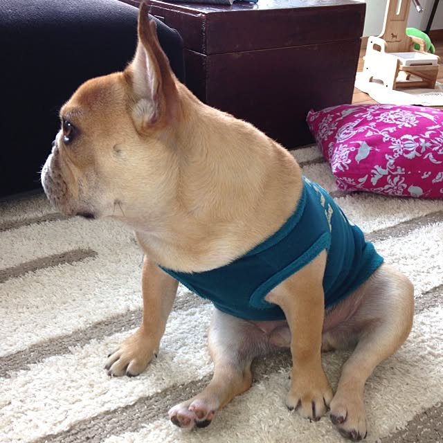実例写真