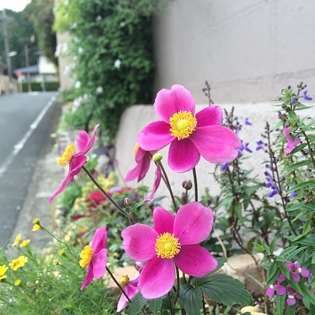 amiさんの実例写真