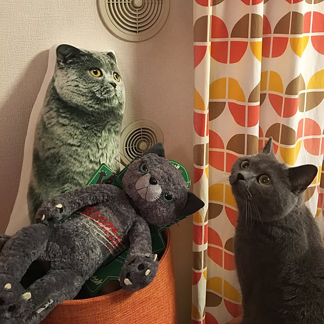 ikettenさんの実例写真