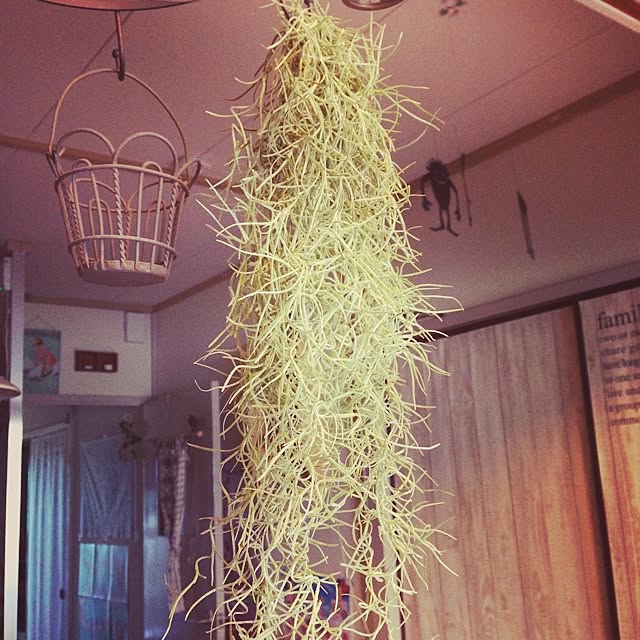 kaoさんの実例写真