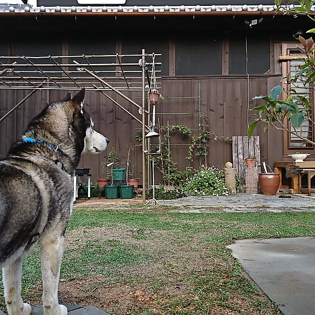 玄関/入り口/日本家屋/古民家/リピア/犬と暮らす...などのインテリア実例 - 2019-04-08 20:33:29