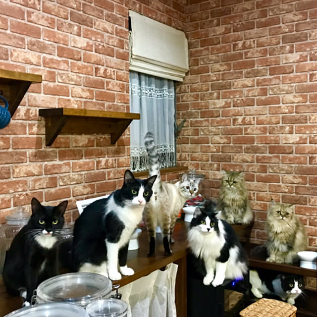 butachanさんの実例写真
