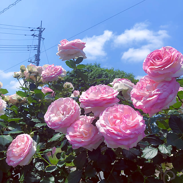 tomoさんの実例写真