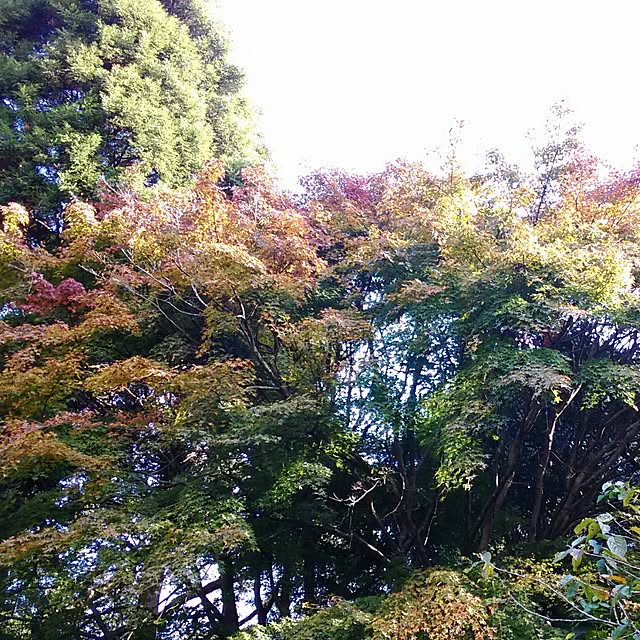 mairin318さんの実例写真
