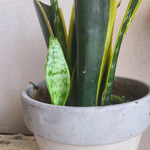 monnさんの部屋