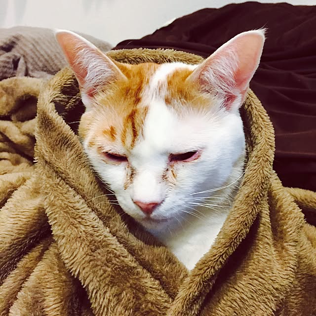 minkokoさんの実例写真