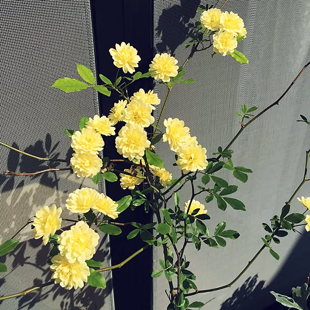 bibianさんの実例写真