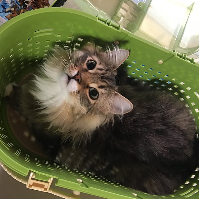 CATさんの実例写真