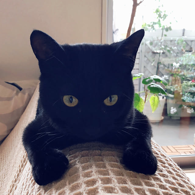 nekomiさんの実例写真