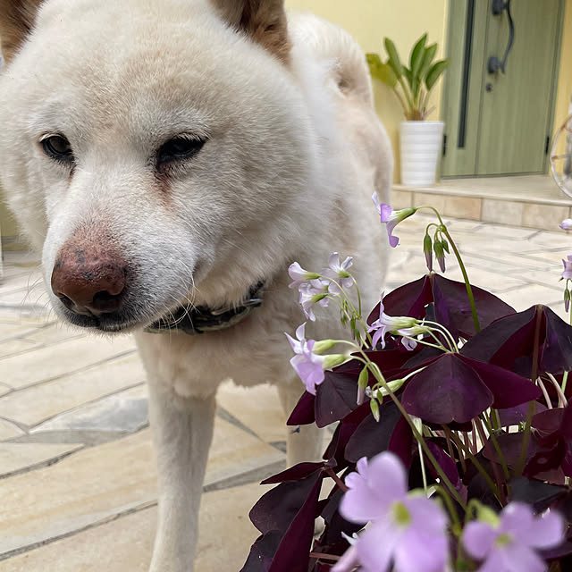 bu-bu-chanさんの部屋