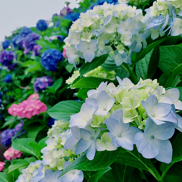 紫陽花/ナチュラル/玄関/入り口のインテリア実例 - 2019-06-30 07:58:19