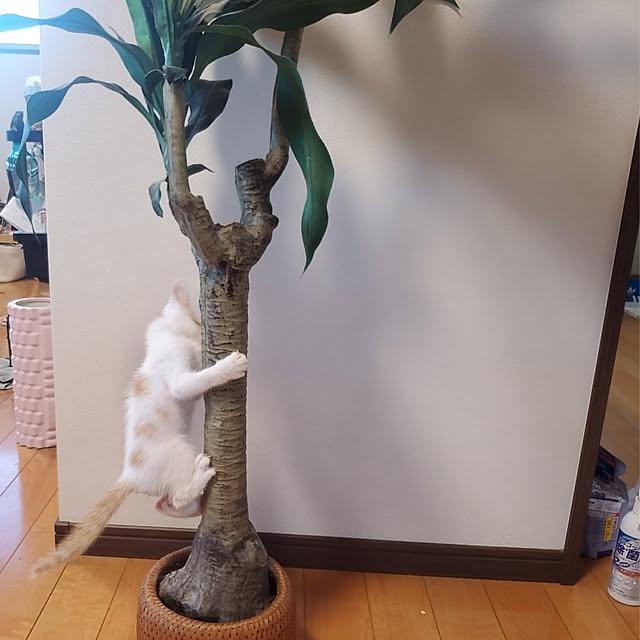 kanaさんの実例写真