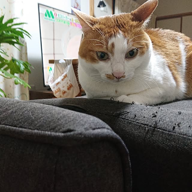 mugi77327732さんの実例写真