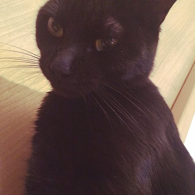 mikenekoさんの実例写真